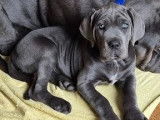 Chiots Cane Corso LOF
