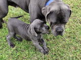 Chiots Cane Corso LOF