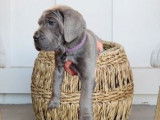 Chiots Cane Corso LOF