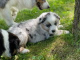 Chiots mâles Berger Australien à vendre
