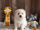 Chiots de race Spitz japonais à vendre