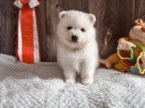 Chiots de race Spitz japonais à vendre