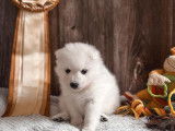 Chiots de race Spitz japonais à vendre