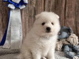 Chiots de race Spitz japonais à vendre