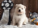 Chiots de race Spitz japonais à vendre