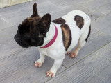 Chienne de type Bouledogue Français à vendre