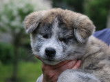 Chiots Akita Inu bringés à vendre