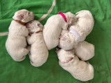 6 chiots Bichon Maltais à vendre