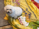 6 chiots Bichon Maltais à vendre