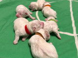 6 chiots Bichon Maltais à vendre