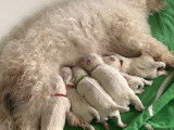 6 chiots Bichon Maltais à vendre