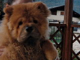 Mâle Chow Chow disponible pour saillie