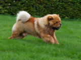 Mâle Chow Chow disponible pour saillie