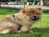 Mâle Chow Chow disponible pour saillie