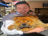 Mâle Chow Chow disponible pour saillie