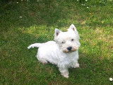 Mâle Westie LOF avec un excellent pedigree disponible pour saillie