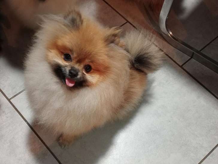 Chiot spitz pomeranien