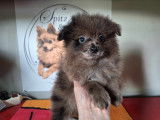 1 Chiot Spitz Allemand merle à vendre