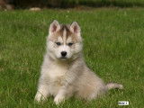 Chiots Husky Sib&eacute;rien LOF &agrave; vendre