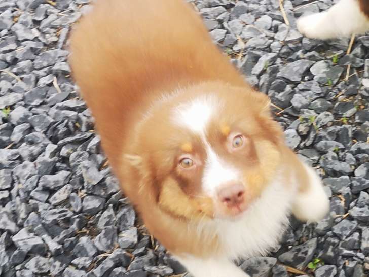 Chiots Berger Australien à vendre