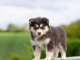 Chiots Pomsky &agrave; vendre