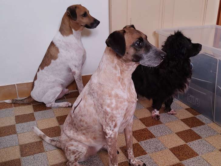 Milo (gauche), Mika (milieu), Snoopy (droite)
