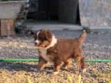 Chiot Berger Australien à vendre