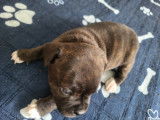 Chiots Staffordshire Bull Terrier à vendre