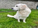 Mâle Golden Retriever sable disponible pour saillie