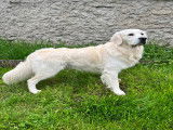 Mâle Golden Retriever sable disponible pour saillie