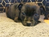 Chiots Staffordshire Bull Terrier à vendre