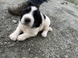 Chiots Springer Anglais LOF à vendre
