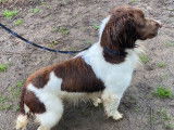 Chiots Springer Anglais LOF à vendre