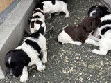 Chiots Springer Anglais LOF à vendre