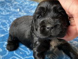 Chiots Cocker Anglais LOF à vendre