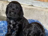 Chiots Cocker Anglais LOF à vendre
