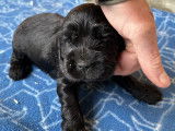 Chiots Cocker Anglais LOF à vendre