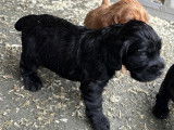 Chiots Cocker Anglais LOF à vendre