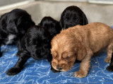 Chiots Cocker Anglais LOF à vendre