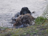 Chiots Cocker Anglais LOF à vendre