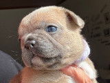 Chiots de race Bouledogue Français à vendre (3 femelles & 4 mâles)