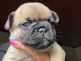 Chiots de race Bouledogue Français à vendre (3 femelles & 4 mâles)
