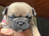 Chiots de race Bouledogue Français à vendre (3 femelles & 4 mâles)