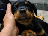 Chiots Rottweiler à vendre