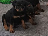 Chiots Rottweiler à vendre