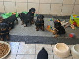 Chiots Rottweiler à vendre