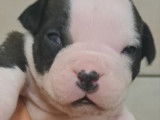 Chiots American Bully pocket à vendre