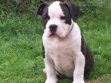 Chiots American Bully pocket à vendre
