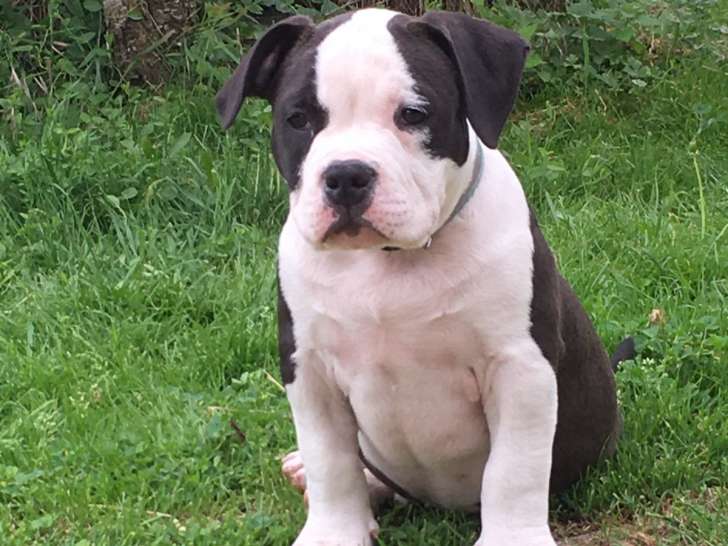 Chiots American Bully pocket à vendre