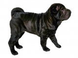 Chiot Femelle Shar-Peï à vendre